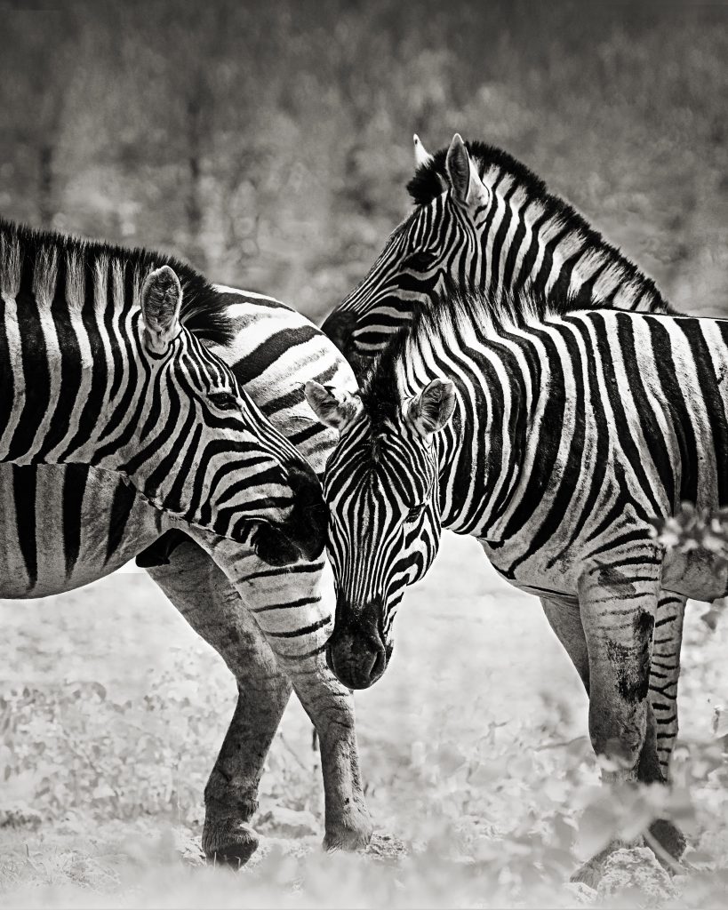 Vertikale Fine-Art-Schwarz-Weiß-Fotografie; die Köpfe mehrerer Zebras sind im Zentrum grafisch miteinander verschlungen. Fine Art monochrom Foto