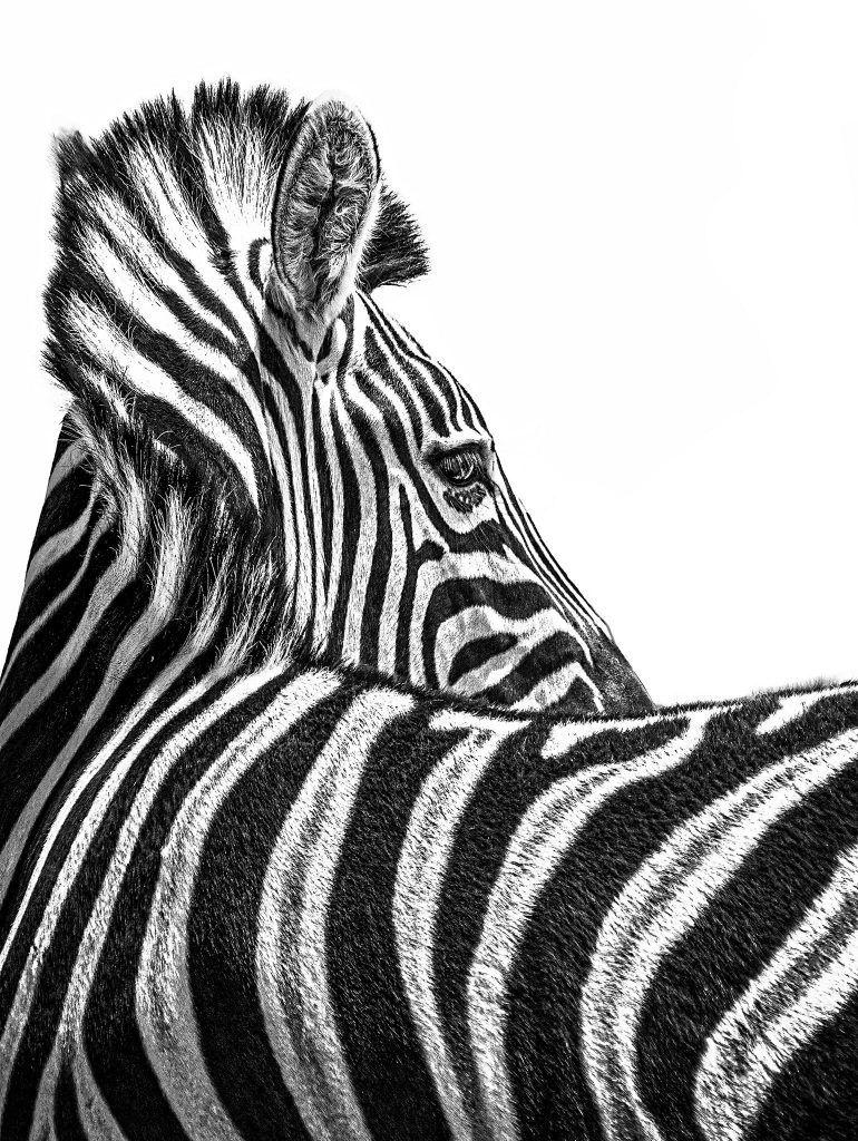 High-Key Fine Art Fotografie eines Zebras; seitliches Profil von hinten vor rein weißem Hintergrund, Fokus auf die grafischen Streifenmuster.