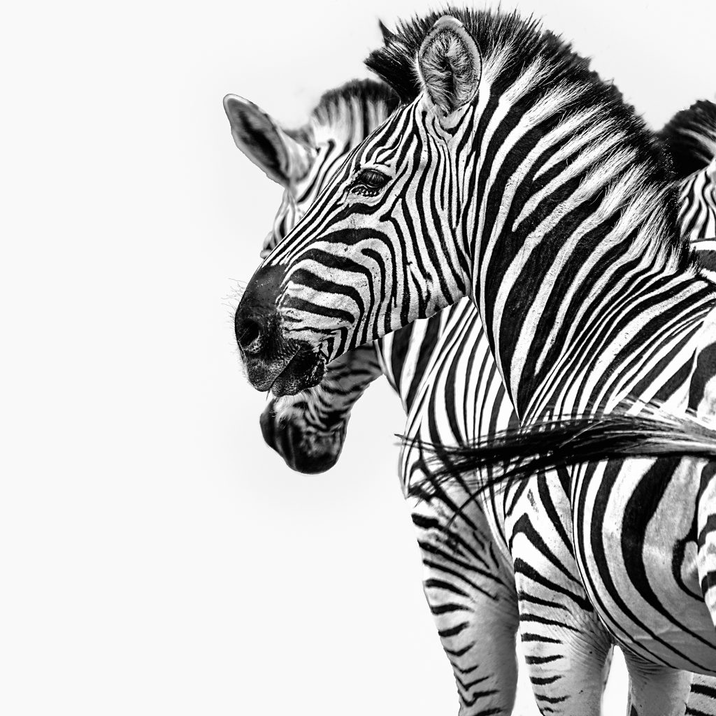 Seitliches Portrait von einem Zebra Kopf, weißer Hintergrund, abstrahierte High Key Aufnahme, Schwarz Weiß Foto, Etosha Namibia