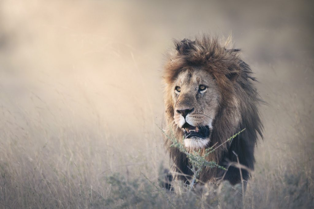 male lion tansania