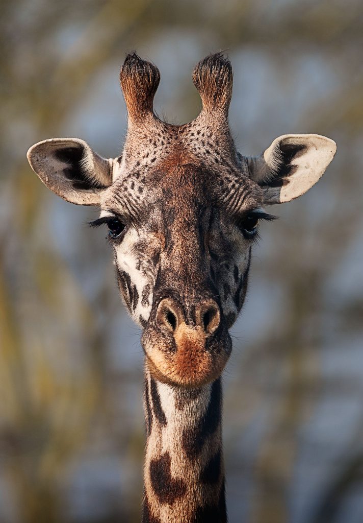 Frontales Charakterporträt einer Giraffe in Farbe. Nahaufnahme von Kopf und Hals des Tieres mit direktem Blickkontakt zur Kamera vor einem weichgezeichneten, ruhigen Hintergrund.