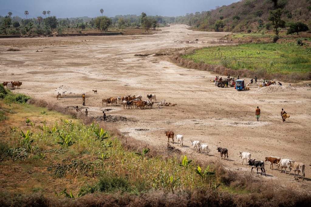 Blick von oben auf eine afrikanische Landschaft: Rinderherden und ihre Hirten ziehen wie Linien durch die geschwungenen Strukturen eines weitläufigen, ausgetrockneten Flussbettes.