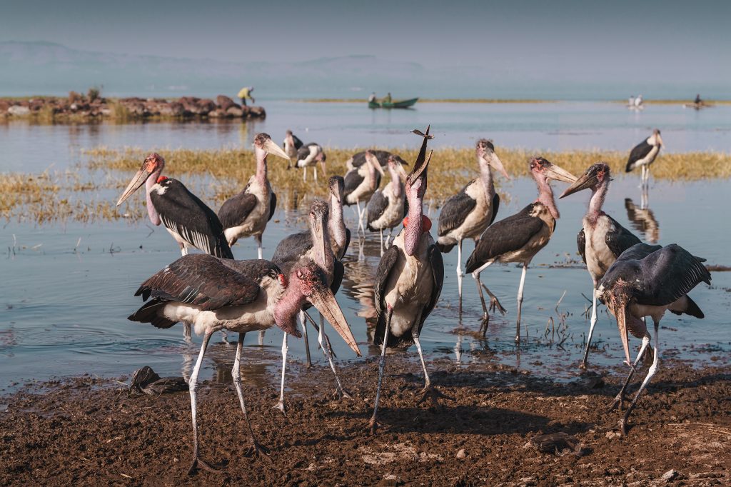 2025 ethiopia awassa fishmarket 2 551 marabou storks looking for food