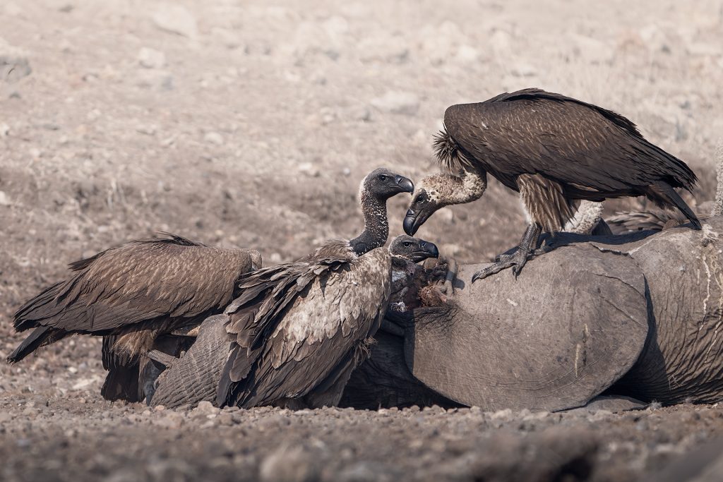 3 vultures eating a dead elephant
