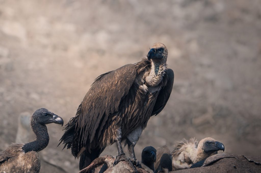 3 vultures