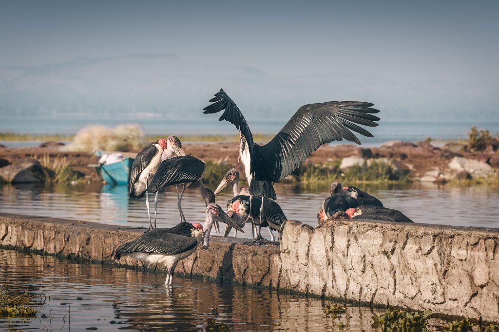 a group of marabou storks at lake awassa