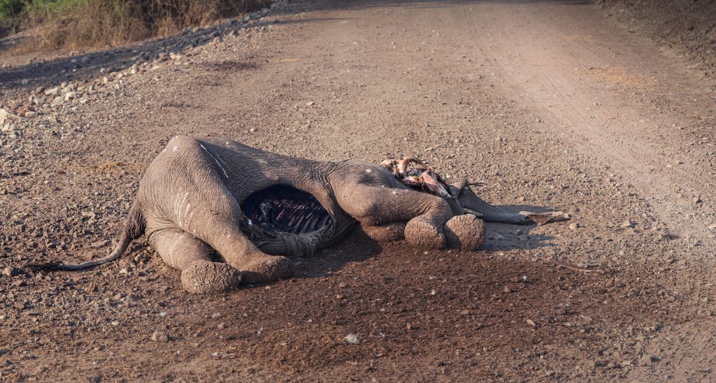 dead elephant baby on the road