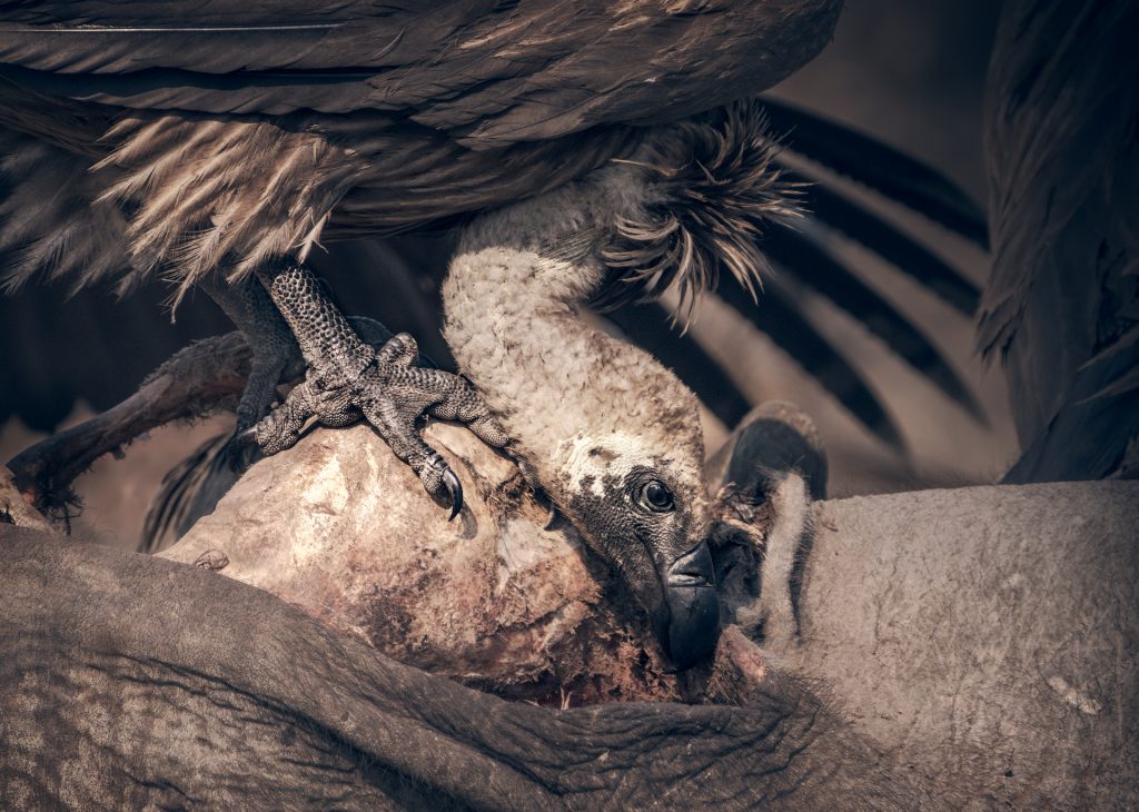 feeding vulture