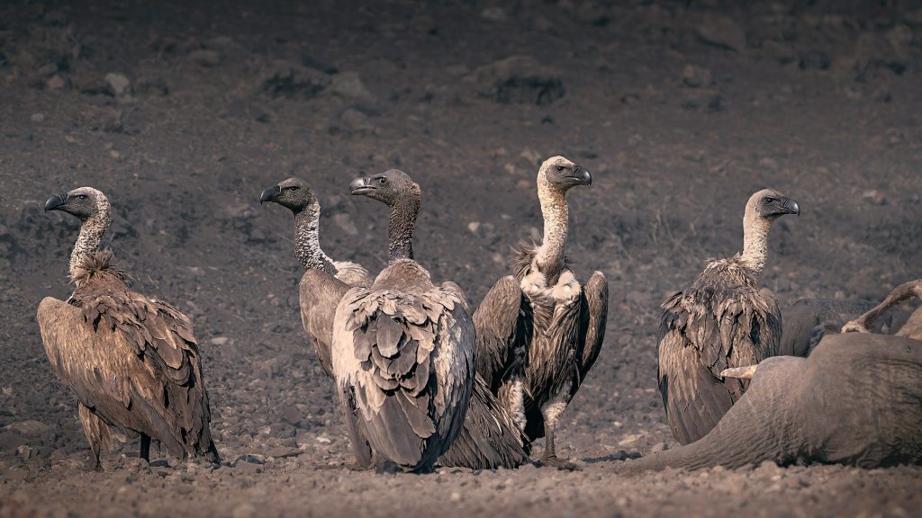 group of vultures