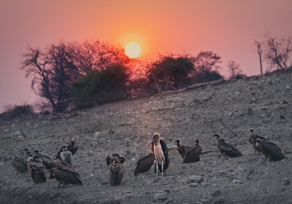 group of vultures waiting in the rising sun