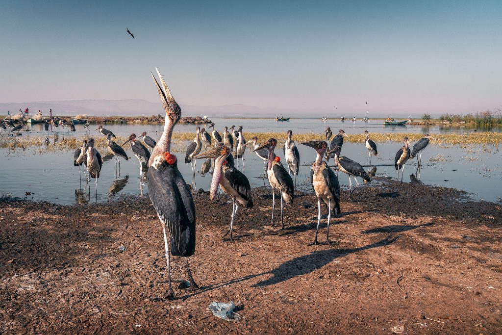 marabu storcks waiting for their share of teh catch