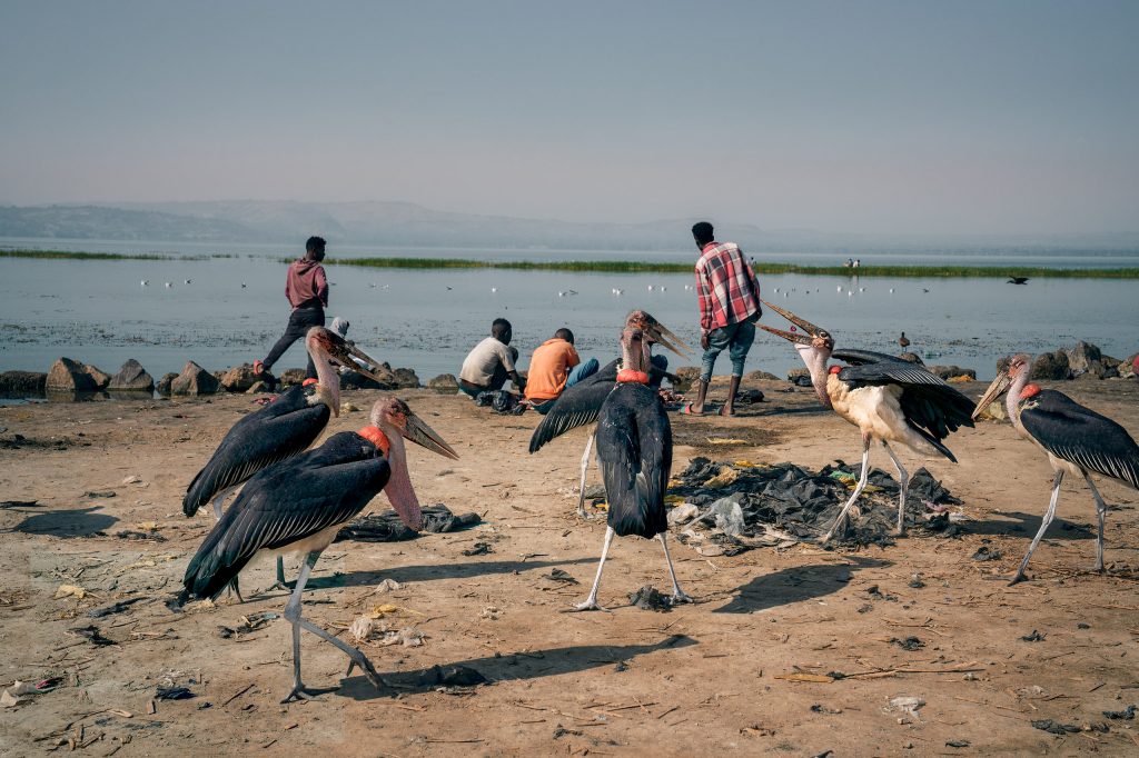 marabu stork and men at the fish market in awassa