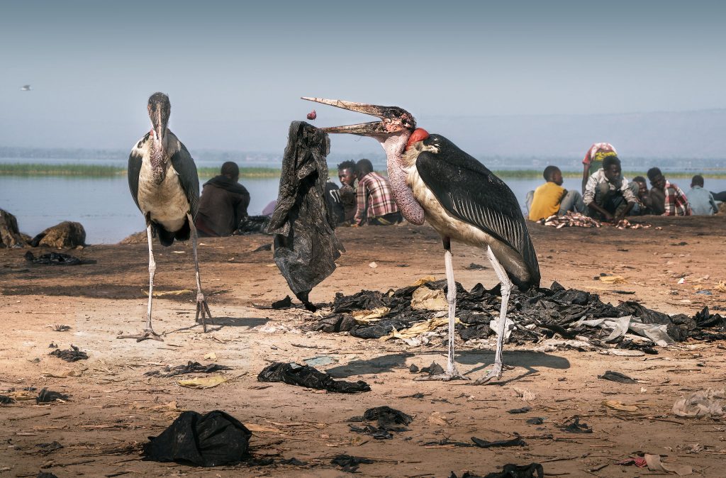 marabu stork eating the left overs of the catch