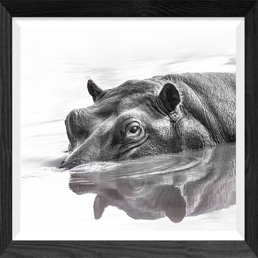 Fine-Art-Schwarz-Weiß Foto im High Key Stil von einem Nilpferd im Wasser. nur der obere kopf mit den Augen ist sichtbar, dieser spiegelt sich auf der Wasser Oberfläche.