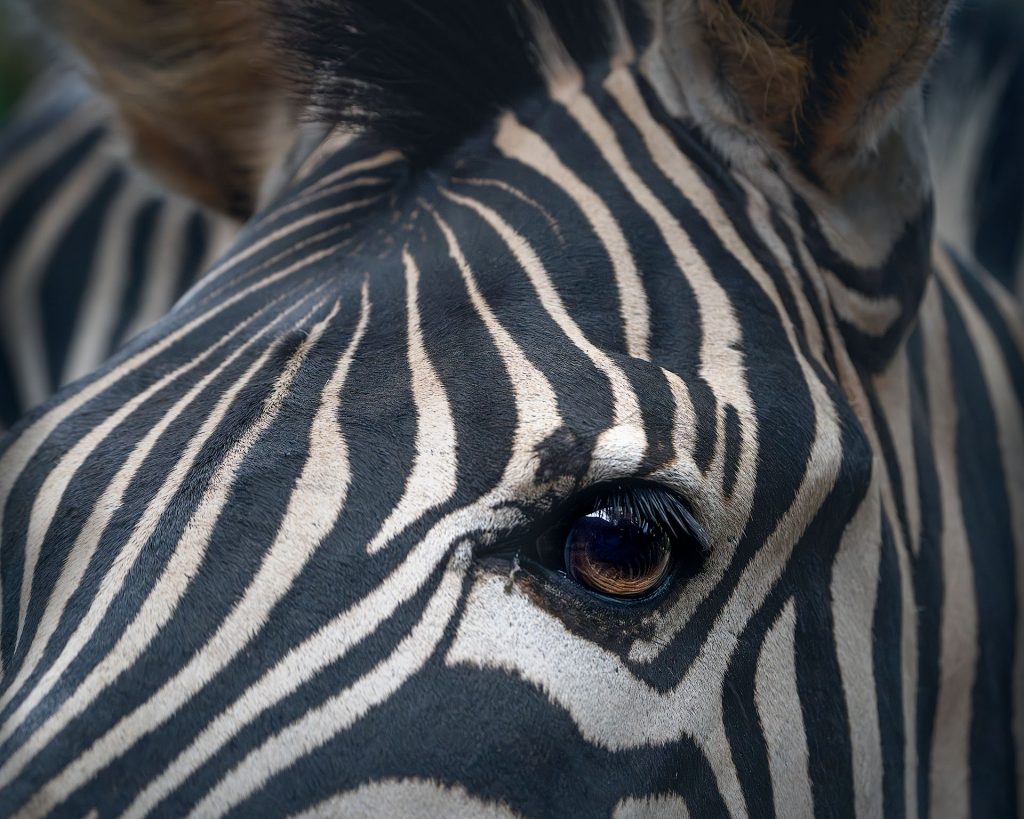 Fine Art Foto, ein Zebra Portrait, zu shen ist nur als Close Up das scharfe Auge und ein Teil der Stirn. Das Foto ist in dunklen braunlichen Tönen gehalte.