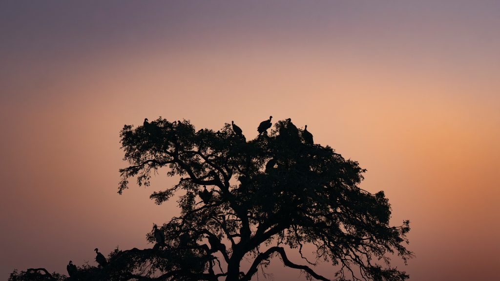 silhouette of waiting vultures in a tree