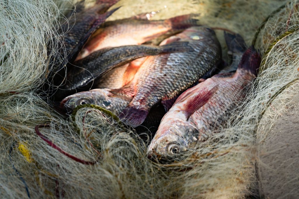 the catch