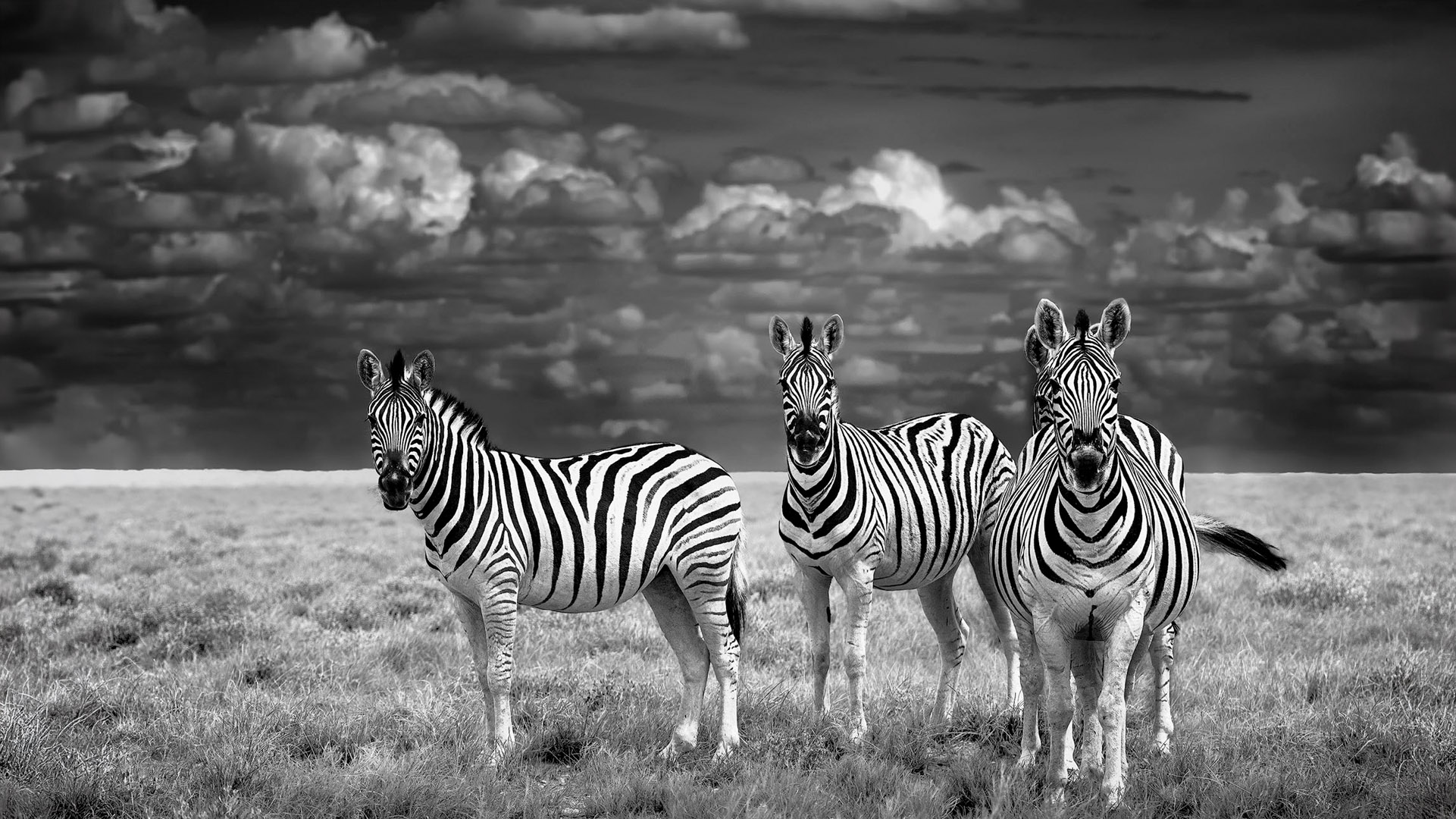 Schwarz-Weiß-Fotografie von drei Zebras in der weiten, kargen Steppe des Etosha-Nationalparks. Die Tiere stehen dicht beieinander vor einem dramatischen, wolkigen Himmel und blicken den Betrachter aufmerksam an.