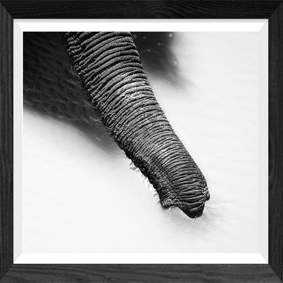 trunk at a waterhole
