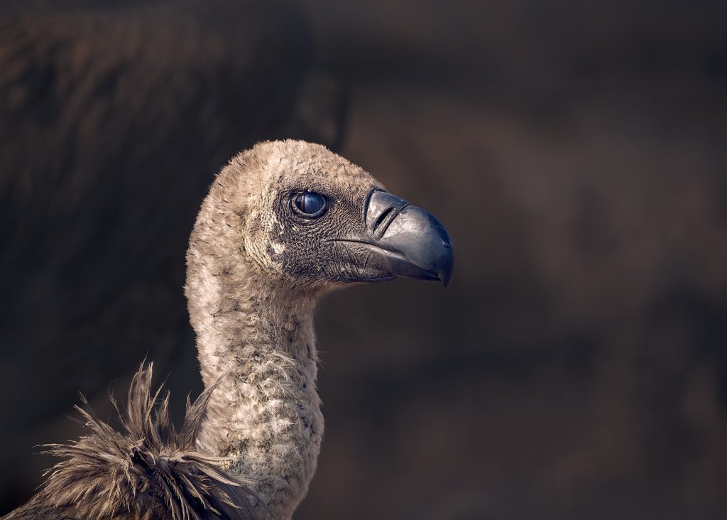 Portrait von einem seitlich aufgenommenen Geir, der Hintergrund ist dunkel. das gesamte Bild ist in Brautönen gehalten. Die Augen und der Schnabel glänzen schwarz.