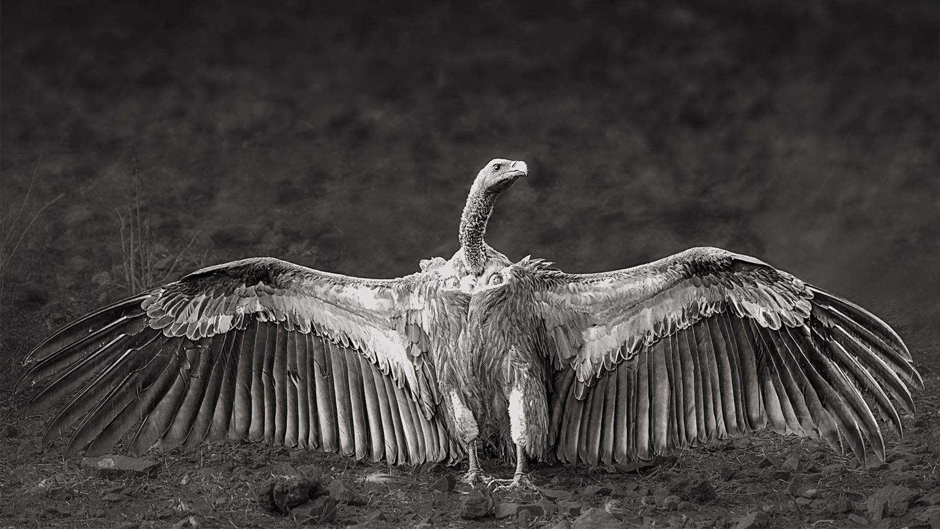 Fine Art Foto in Schwarz Weiß von einem Geier der die Flügel weit ausbreitet und auf dem Boden steht.