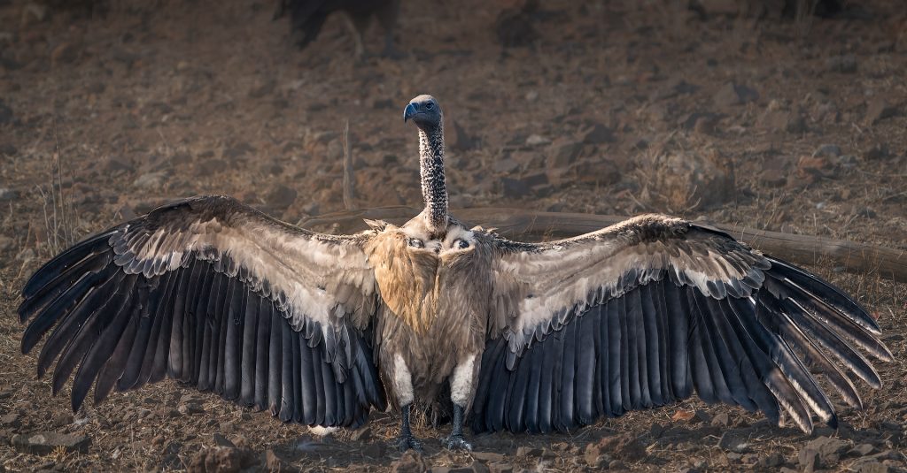 vulture spreading its wings