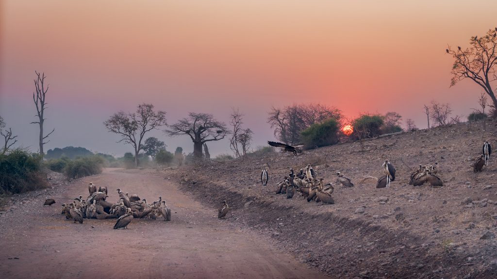 vultures at sunrise
