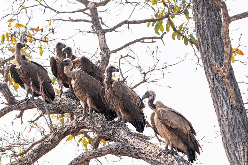 vultures sitting in a tree