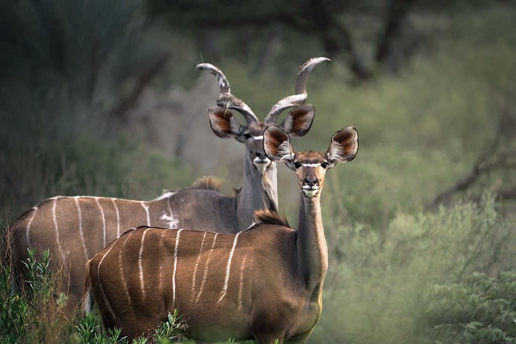 Zwei Kudus stehen hintereinander im tief verschwommenen grünen Buschland; das vordere, weibliche Tier steht etwas versetzt und verdeckt den Kopf und den vorderen Teil des dahinterstehenden männlichen Kudus teilweise, sodass von diesem nur das beeindruckende, gedrehte Horn und ein Teil des Körpers deutlich sichtbar sind.