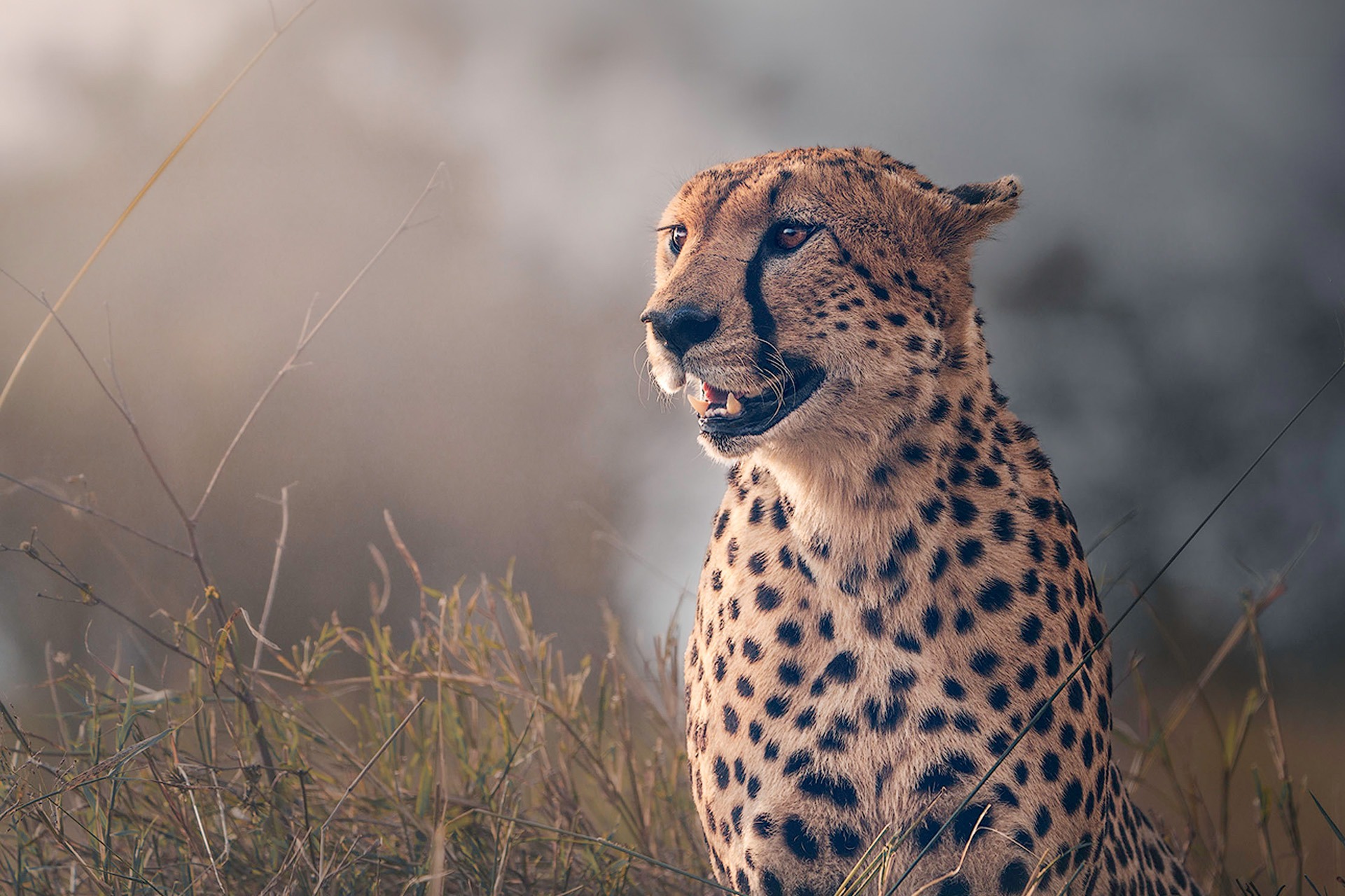 Gepard sitzt im hohen Gras der Serengeti bei Sonnenaufgang, goldene Lichtstimmung, afrikanische Wildlife-Fotografie, Kunstdruck.