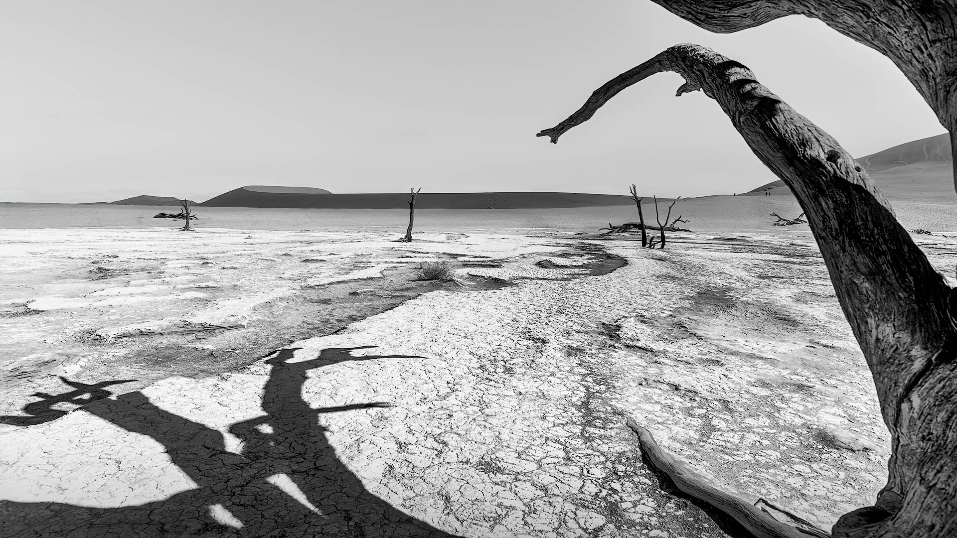 Auf dem Schwarz Weiß Foto ist eine Wüstenlandschaft zu sehen, im Hintergrund sind karge Dünen und der Vordergrund zeigt einen rissigen Boden und tote Bäume.