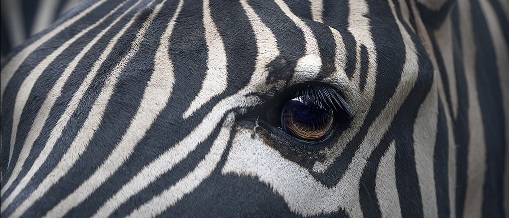 Nahaufnahme von einem Zebra Kopf. 