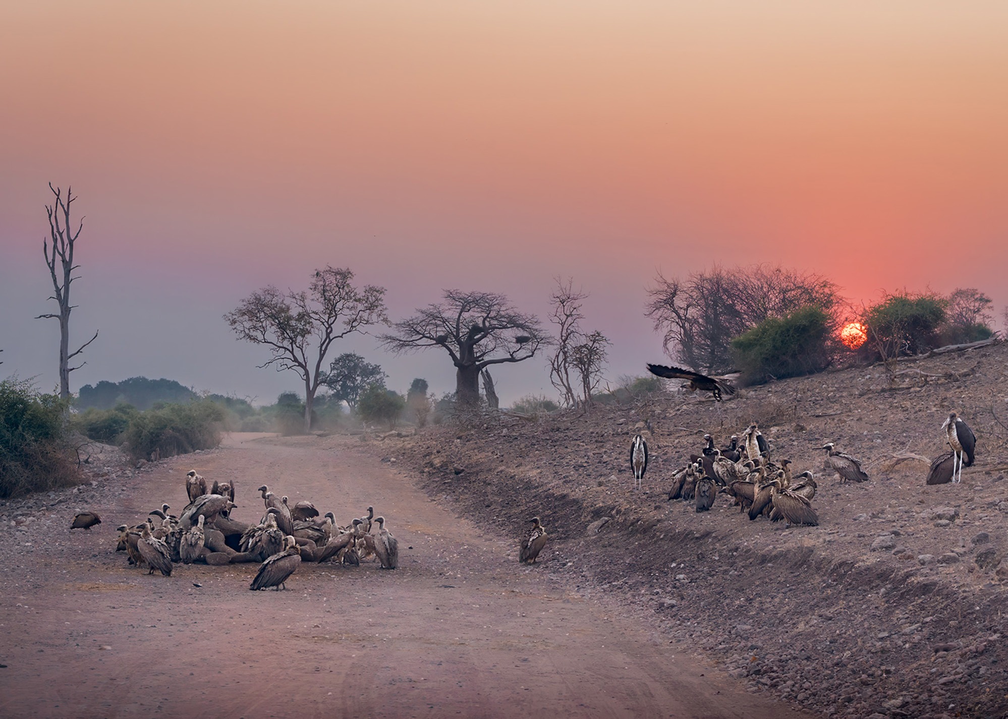 Stimmungsvolle Szene mit einer dunstigen Landschaft im afrikanischen Bush beim Sonnenaufgang. Auf der staubigen Schotterstraße hockt eine Gruppe Geier auf dem eingefallenen Körper eines toten Elefantenbabys und genießt ihr morgendliches Aasmahl. Eine weitere Gruppe von Geiern und Marabu Störchen hockt auf einem kleinen Hügel und wartet auf ihren Anteil. Am Himmel geht als rotglühender Ball die Sonne hinter ein paar dürren Bäumen auf.