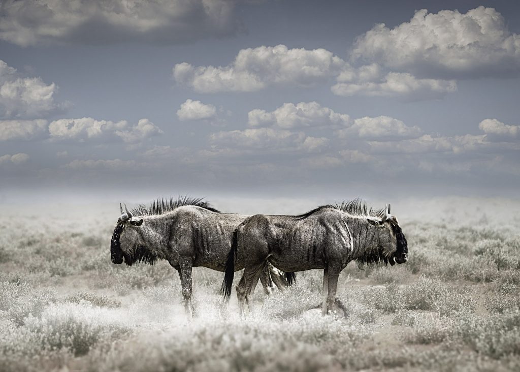 Zwei Gnus stehen in einer weiten Savanne Hinterteil an Hinterteil und blicken in entgegengesetzte Richtungen; die Szene ist in kühlen Farben gehalten unter einem klaren blauen Himmel.
