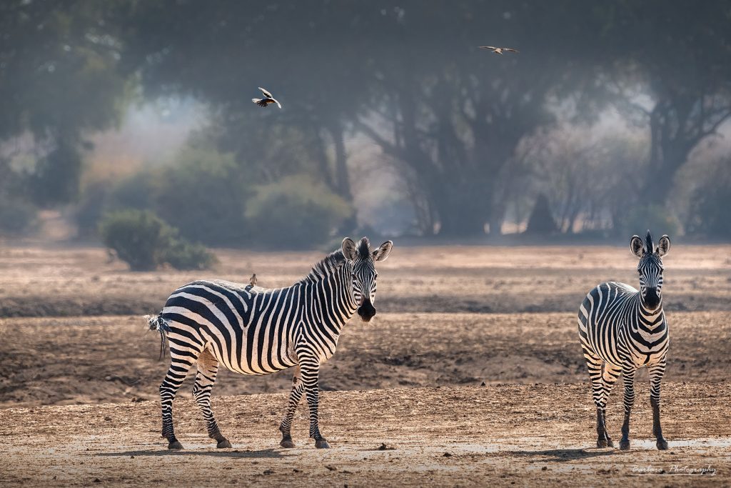 Zwei Zebras stehen in der Savanne und werden vom warmen Abendlicht angestrahlt, während der Hintergrund (der Busch) tief und dunkel verschwommen ist; über ihnen fliegt ein kleiner Vogel durch das Bild.