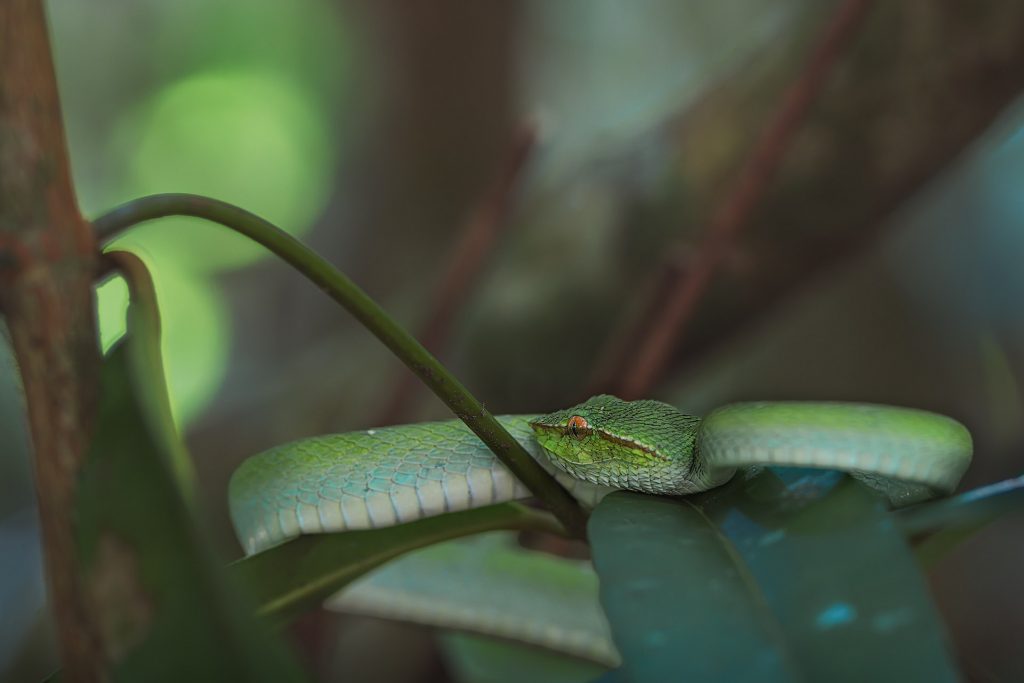 Nahaufnahme einer Bornean Keeled Green Pit Viper, die auf einem Blatt liegt. Nur der Kopf der Schlange ist scharf fokussiert, sodass die detaillierten Schuppen und das leuchtende Auge klar erkennbar sind. Der Hintergrund ist weich und verschwommen mit kreisförmigen Bokeh-Effekten in demselben giftigen Grün wie die Schlange.