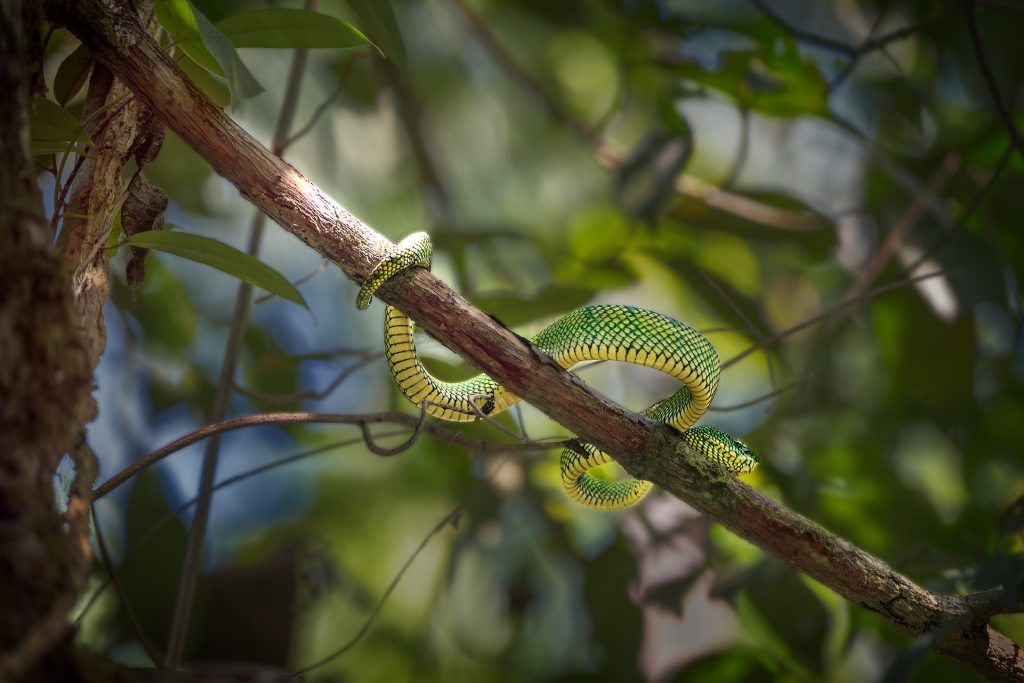 Das Foto zeigt eine giftgrüne Bornean Green Pit Viper, die sich kurvenförmig in das dichte, grüne Blätterdach eines Baumes in Indonesien einfügt. Die schuppige Haut der Schlange ist deutlich sichtbar und weist die charakteristische leuchtend grüne Grundfärbung mit feinen gelben Zeichnungen auf. Sie ist im Profil sichtbar und ihr Auge leuchtet.