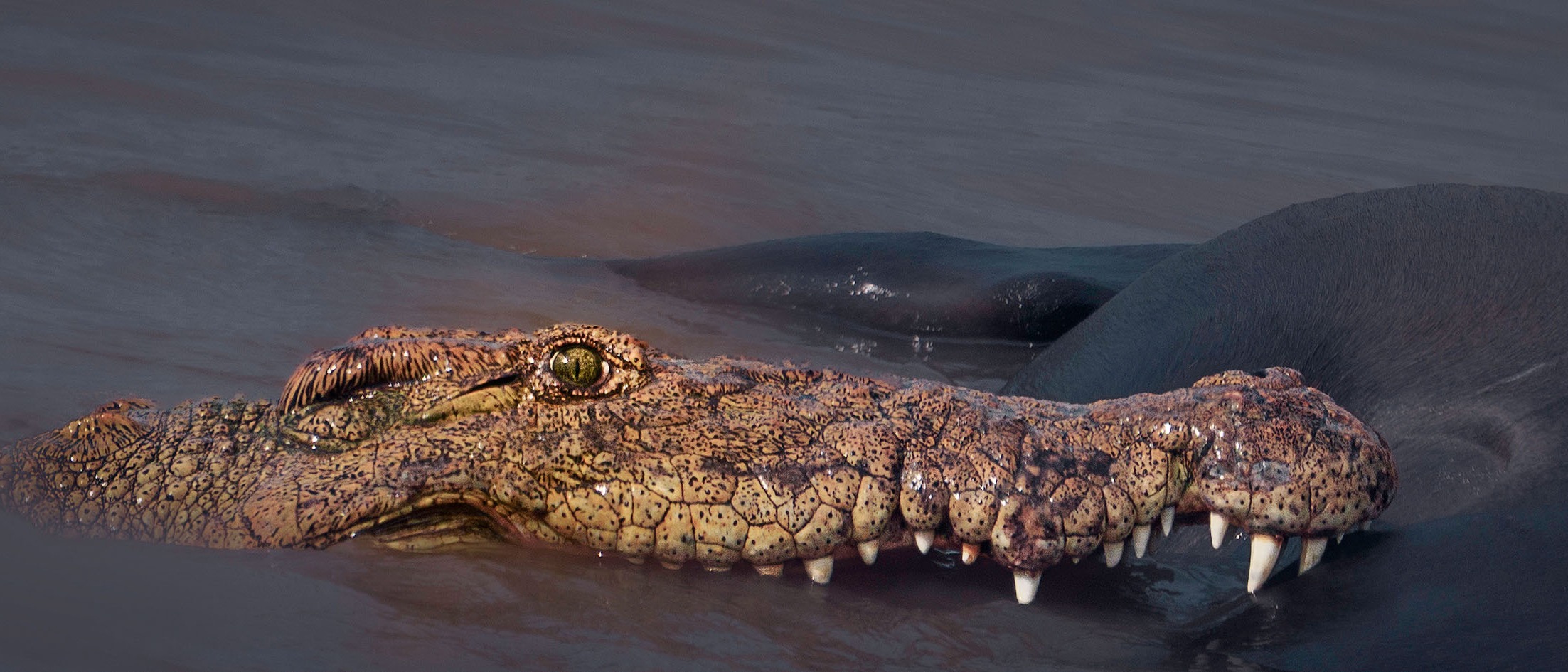 Nahaufnahme eines im Wasser schwimmenden Krokodils. Zu sehen ist nur der obere Teil des Mauls, dessen Zähne sich in ein dunkles Beutetier gebohrt haben. Im Fokus steht das leuchtende, grüne Auge mit einer schlitzartigen Pupille und einer detailreichen Iris.