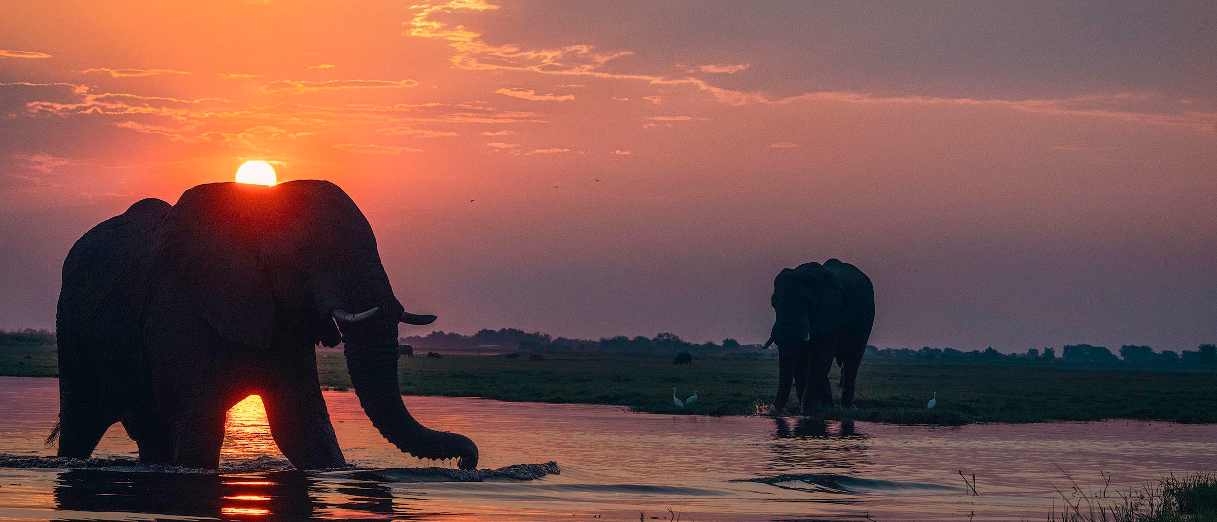 Zwei Elefanten als Silhouette vor dem Sonnenuntergang am Chobe River in Botswana, dramatische Lichtspiegelung auf dem Wasser, Wildlife-Fotografie, Kunstdruck.