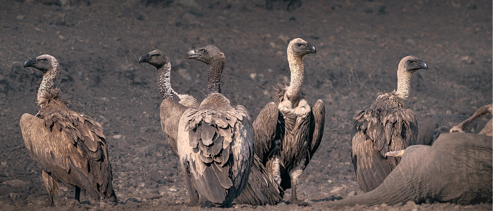 Fine-Art-Wildlife-Fotografie einer Gruppe von Gänsegeiern auf steinigem Boden. Die Geier recken ihre Hälse in unterschiedliche Richtungen. Das Foto ist in erdigen, grau-staubigen und dunklen Brauntönen gehalten.