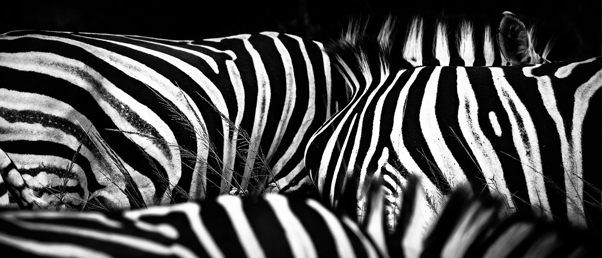 Schwarz-Weiß-Fine-Art-Fotografie mit Fokus auf Muster und Grafik: Zu sehen sind nur die gestreiften Körper von Zebras, die durch die Perspektive ineinander verschlungen wirken und ein fast abstraktes, kontrastreiches Linienmuster bilden.