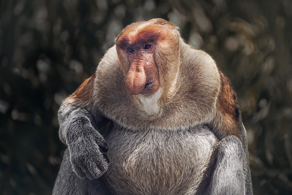 Ein eindrucksvolles Fine-Art-Wildtierfoto, das fast vollständig von einem dicken, männlichen Nasenaffen ausgefüllt wird. Besonders markant und voluminös ist seine leuchtend orangefarbene Nase, die dominant im Bildzentrum thront. Das Porträt zeigt zudem detailliert seinen üppigen, runden Bauch sowie den ausgeprägten, dichten Halzkranz. Der Affe blickt am Betrachter vorbei nach links unten, während der Hintergrund in dunkles, völlig verschwommenes Blattwerk aufgelöst ist.