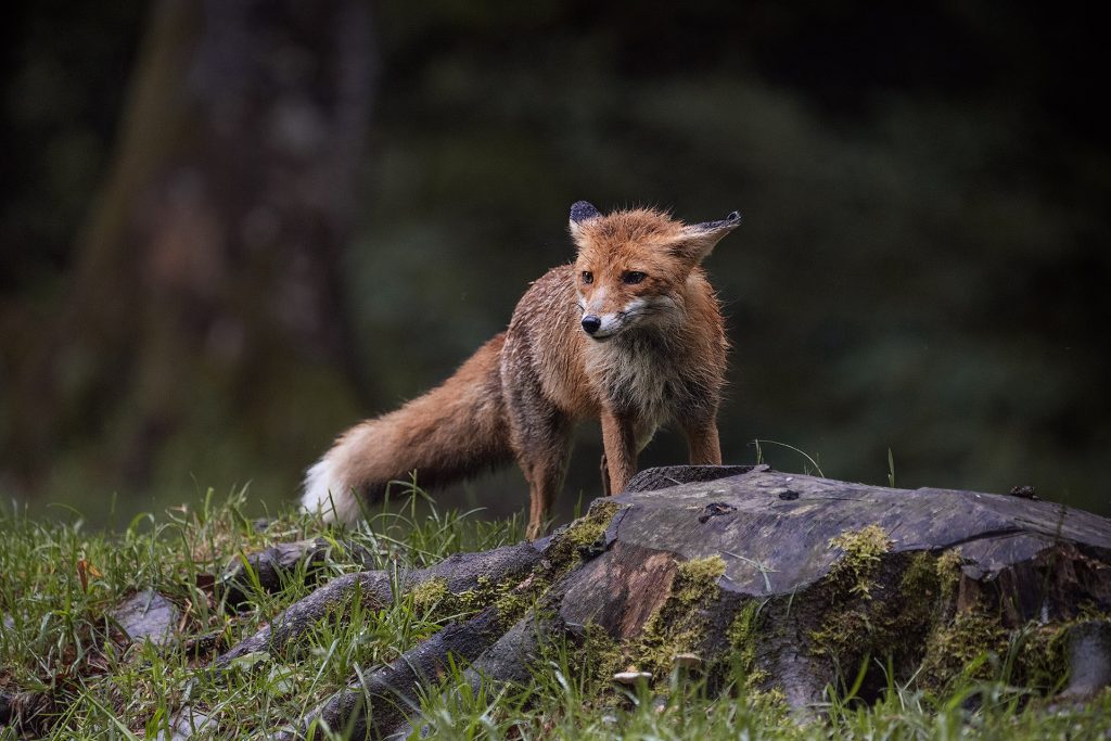 Foto eines mageren und leicht zerzausten Fuchses auf einer Grasfläche. Er steht hinter einem Baumstumpf, schaut nach links, und hebt sich von einem dunklen, waldgrünen Hintergrund mit einem unscharfen Stamm ab.