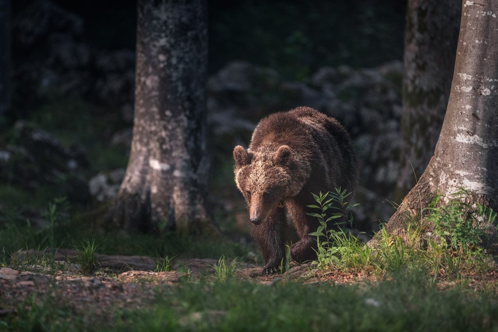 Wildlife-Foto. Ein Braunbär tritt aus dem tiefen Schatten des dunklen Waldes auf eine helle Lichtung. Das warme Sonnenlicht fällt von links in das Bild und beleuchtet den Bären seitlich, wobei sein Fell und seine Konturen hervorgehoben werden. Rechts im Vordergrund steht ein massiver Baumstamm. Der Hintergrund ist in tiefer Dunkelheit und Unschärfe gehalten, was die Szene dramatisch wirken lässt.