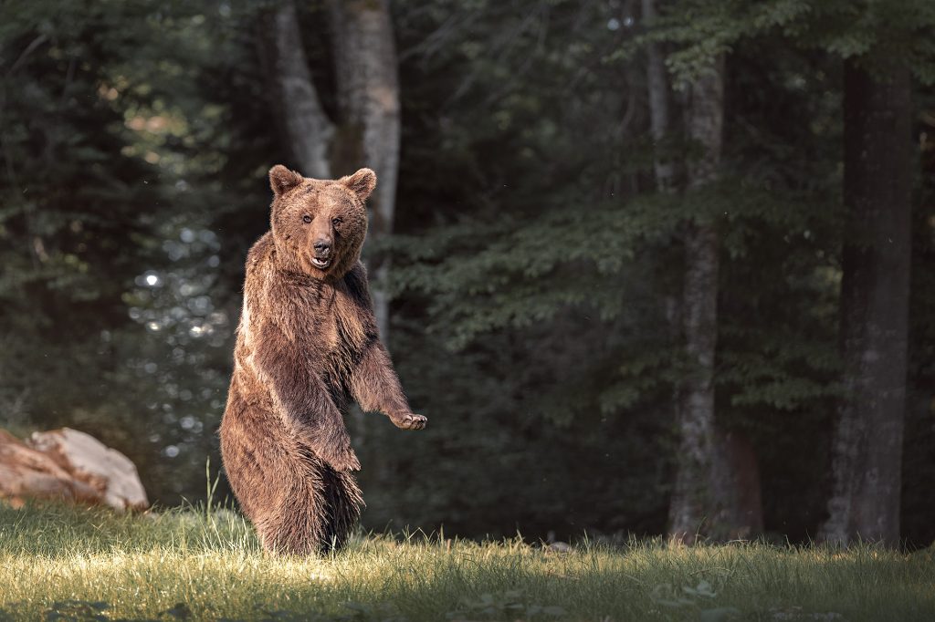 Ein Braunbär steht auf einer sonnenbeschienenen Lichtung mit Gras aufrecht auf seinen Hinterläufen und blickt direkt in die Kamera. Er wird von intensivem, warmem Licht von links bestrahlt. Im Hintergrund stehen dunkle, schattige Bäume, während am linken Bildrand zwei rötliche Felsen ins Bild ragen.