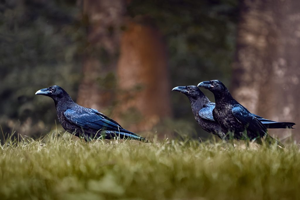 Im Vordergrund sitzen drei Raben nebeneinander in einer Reihe auf einem hellen, grünen Grasstreifen. Alle drei halten den Kopf gestreckt und waagerecht und schauen aufmerksam zum linken Bildrand. Im Hintergrund sind verschwommene Baumstämme zu erkennen, während das schwarze Gefieder der Raben leicht in blauen und türkisenen Tönen glänzt.