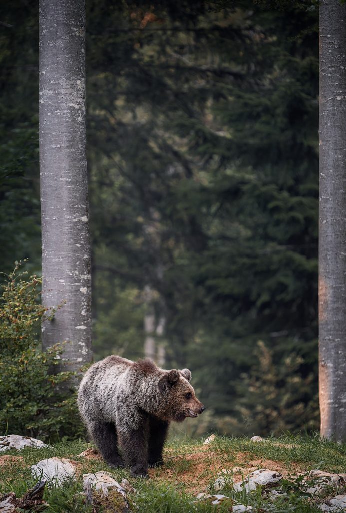 Ungewöhnliche Hochkant-Perspektive eines Braunbären in einem Wald in Slowenien. Die enormen Buchenstämme lassen den Bären klein wirken. Er steht im unteren Bilddrittel auf einem rötlichen, steinigen Vordergrund und wendet seinen Blick nach rechts, während der Hintergrund aus verschwommenen Nadelbaumkronen besteht.