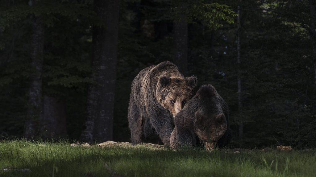 Eine intensive Low-Key-Aufnahme im dunklen Wald. Zwei Bären in der Mitte einer Wiese: Der vordere Bär äst mit gesenktem Kopf, während der hintere Bär sich eng von hinten anschleicht. Letzterer wird von warmem Licht beleuchtet; seine Augen sind hinter dem Rücken des ersten Bären sichtbar.