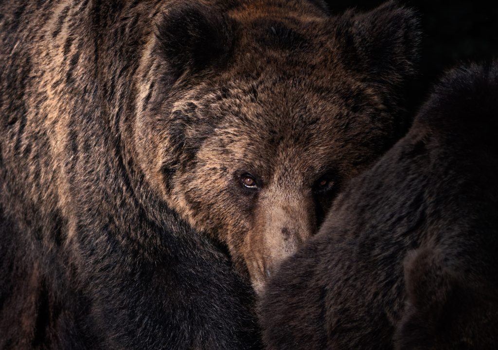 Extremes Close-up zweier Bären. Der Fokus liegt präzise auf dem einen, hell erleuchteten Auge des hinteren Bären. Das andere Auge ist dunkel und nicht im Fokus. Der Bär schaut über den dichten Pelzrücken des vorderen Tieres. Das restliche Bild zeigt nur die massive Fellstruktur der beiden Körper.