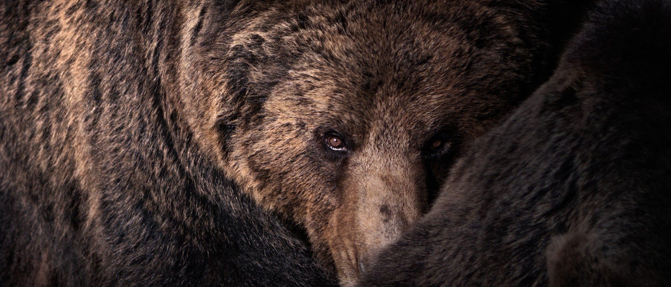 Extremes Close-up zweier Bären. Der Fokus liegt präzise auf dem einen, hell erleuchteten Auge des hinteren Bären. Das andere Auge ist dunkel und nicht im Fokus. Der Bär schaut über den dichten Pelzrücken des vorderen Tieres. Das restliche Bild zeigt nur die massive Fellstruktur der beiden Körper.